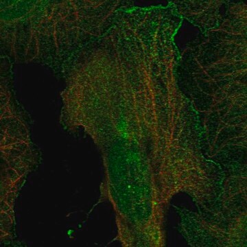 Anti-Drd4 Antibody Produced In Rabbit Prestige Antibodies&#174; Powered by Atlas Antibodies, affinity isolated antibody, buffered aqueous glycerol solution