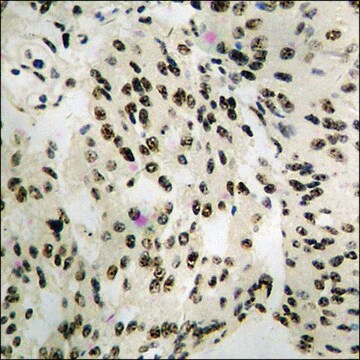 Anti-phospho-MEF2A (pThr312) antibody produced in rabbit affinity isolated antibody