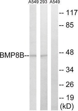 Anti-BMP8B antibody produced in rabbit affinity isolated antibody