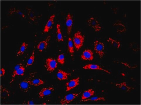 Anti-Mitochondria Antibody, clone 113-1, Biotin Conjugate clone 113-1, from mouse, biotin conjugate