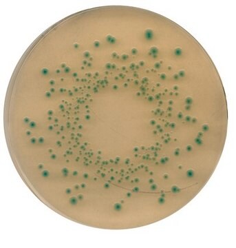 Chromocult&#174; Trypton-Galle-Agar mit X-Glucuronid ISO 16649, suitable for microbiology