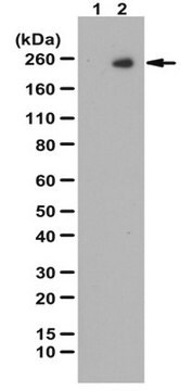 Anti-phospho KDR/FLK-1/VEGFR2 Antibody (Tyr1059) from rabbit, purified by affinity chromatography