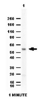 抗醛脱氢酶1（ALDH1A1）抗体 from rabbit, purified by affinity chromatography