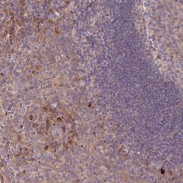 抗TNFSF12抗体 ウサギ宿主抗体 Prestige Antibodies&#174; Powered by Atlas Antibodies, affinity isolated antibody, buffered aqueous glycerol solution