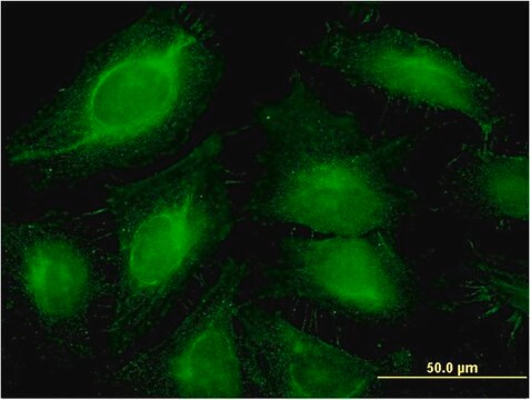 Monoclonal Anti-ABCF1 antibody produced in mouse clone 1B4, purified immunoglobulin, buffered aqueous solution