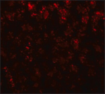 抗AFP抗体 ウサギ宿主抗体 affinity isolated antibody, buffered aqueous solution