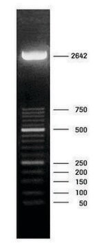 DNA分子量マーカーXIII（50 bpラダー） pkg of 50&#160;&#956;g (250 &#956;g/ml), solution