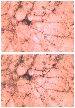 Anti-Synuclein &#946; Antibody serum, Chemicon&#174;