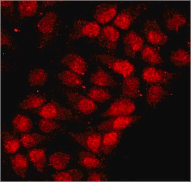 抗hnRNP-A1抗体, マウスモノクローナル clone 9H10, purified from hybridoma cell culture