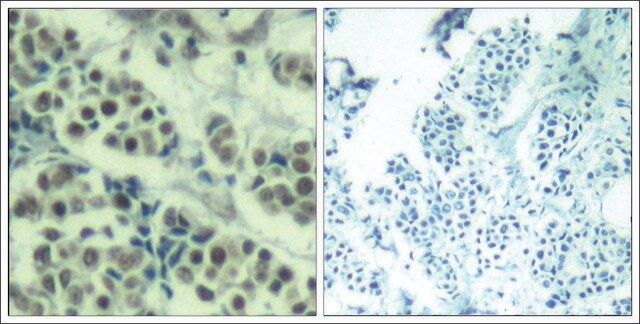 Anti-MDM2 (Ab-166) antibody produced in rabbit affinity isolated antibody