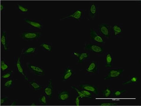 Monoclonal Anti-SFPQ antibody produced in mouse clone 3B10, purified immunoglobulin, buffered aqueous solution