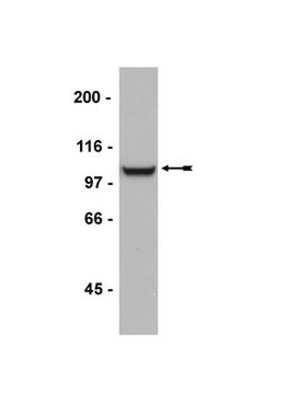 Anti-GluR2/3 Antibody Upstate&#174;, from rabbit