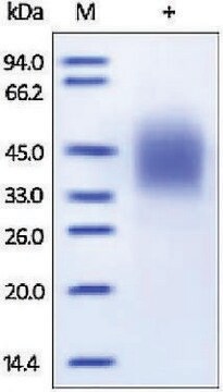 Fc gamma RIIIB/CD16b human recombinant, expressed in HEK 293 cells, &#8805;98% (SDS-PAGE)