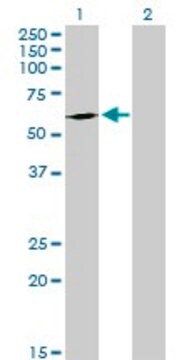 Anti-FPGT antibody produced in mouse purified immunoglobulin, buffered aqueous solution