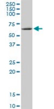 Anti-MMP19 antibody produced in mouse purified immunoglobulin, buffered aqueous solution