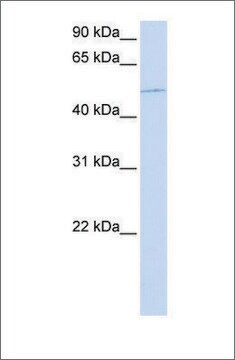 Anti-KIF12 antibody produced in rabbit affinity isolated antibody