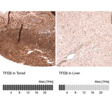 Monoclonal Anti-Tfeb Antibody Produced In Mouse Prestige Antibodies&#174; Powered by Atlas Antibodies, clone CL14112, affinity isolated antibody, buffered aqueous glycerol solution