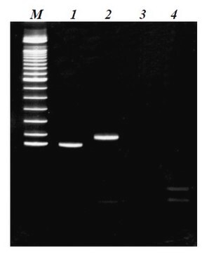 Kit CpG WIZ&#8482; Prader-Willi/Angelman - Saggio di PCR metilazione-specifica (MSP) The CpG WIZ Prader-Willi/Angelman Amplification Kit is used for determining the methylation status of this region by methylation-specific PCR (MSP).