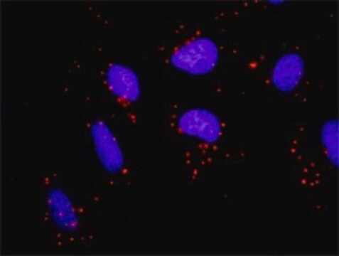 Monoclonal Anti-FYN antibody produced in mouse clone 3G11-F9, purified immunoglobulin, buffered aqueous solution