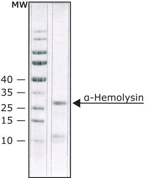 &#945;-Hämolysin aus Staphylococcus aureus lyophilized powder, Protein ~60&#160;% by Lowry, &#8805;10,000&#160;units/mg protein