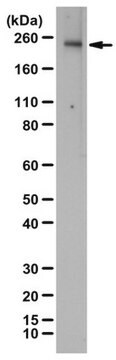 Przeciwciało anty-KDR/Flk-1/VEGFR2 from rabbit, purified by affinity chromatography