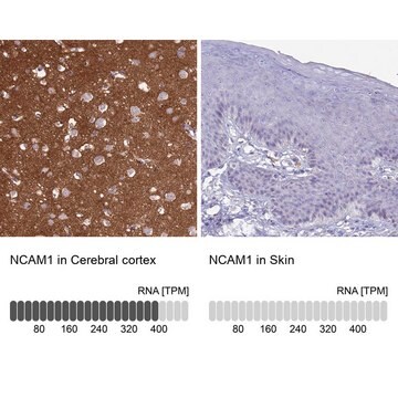 抗-NCAM1 兔抗 Prestige Antibodies&#174; Powered by Atlas Antibodies, affinity isolated antibody, buffered aqueous glycerol solution