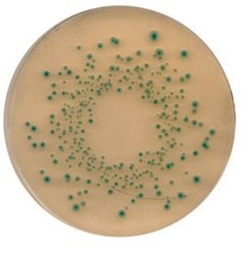 TBX-Agar NutriSelect&#174; Plus, suitable for microbiology