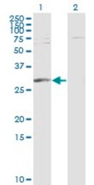 Monoclonal Anti-PGAM1 antibody produced in mouse clone 2G1-A6, purified immunoglobulin, buffered aqueous solution