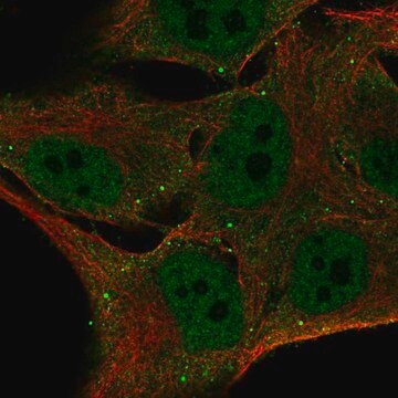 Anti-FBXO16 antibody produced in rabbit Prestige Antibodies&#174; Powered by Atlas Antibodies, affinity isolated antibody