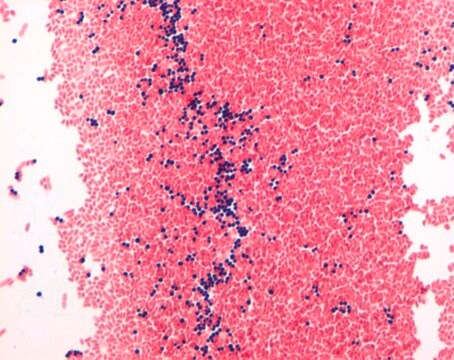 Gram-Color Stain set for the Gram staining method