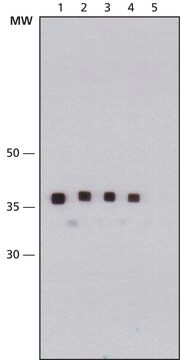 モノクローナル抗マルトース結合タンパク質抗体 マウス宿主抗体 clone MBP-17, purified immunoglobulin, buffered aqueous solution