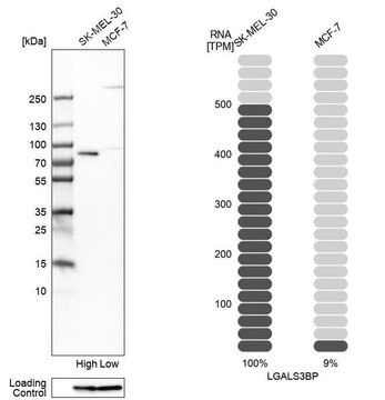 抗LGALS3BP抗体 ウサギ宿主抗体 Prestige Antibodies&#174; Powered by Atlas Antibodies, affinity isolated antibody, buffered aqueous glycerol solution