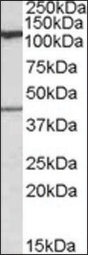 Anti-COG1 antibody produced in goat affinity isolated antibody, buffered aqueous solution