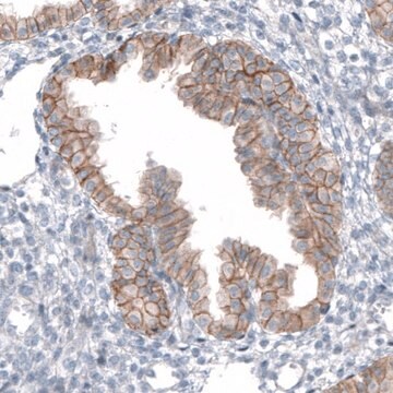 Anti-TMEM30A antibody produced in rabbit Prestige Antibodies&#174; Powered by Atlas Antibodies, affinity isolated antibody, buffered aqueous glycerol solution