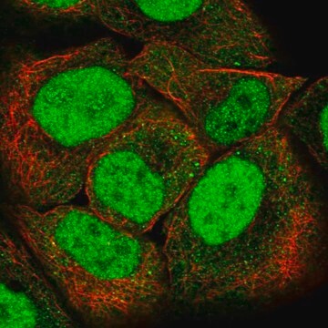 Anti-PMS2 antibody produced in rabbit Prestige Antibodies&#174; Powered by Atlas Antibodies, affinity isolated antibody