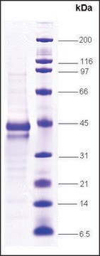 C-jun、プロトオンコジーン ヒト recombinant, expressed in insect cells, &#8805;80% (SDS-PAGE)