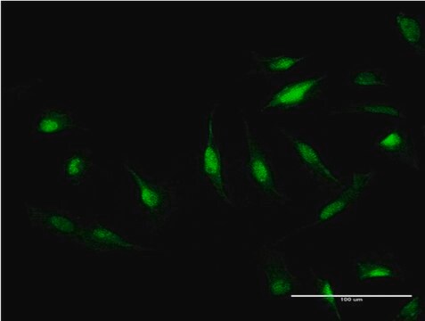 Monoclonal Anti-CAND1 antibody produced in mouse clone 1G5, purified immunoglobulin, buffered aqueous solution