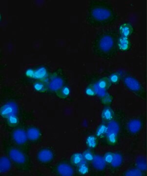 抗リン酸化-ヒストンH3 (pSer10) ウサギ宿主抗体 IgG fraction of antiserum, buffered aqueous solution