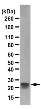 Przeciwciało anty-fosfo-Rac1/cdc42 (Ser71) from rabbit, purified by affinity chromatography