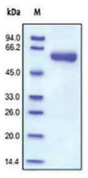 MMP-9 human recombinant, expressed in HEK 293 cells, &#8805;95% (SDS-PAGE)