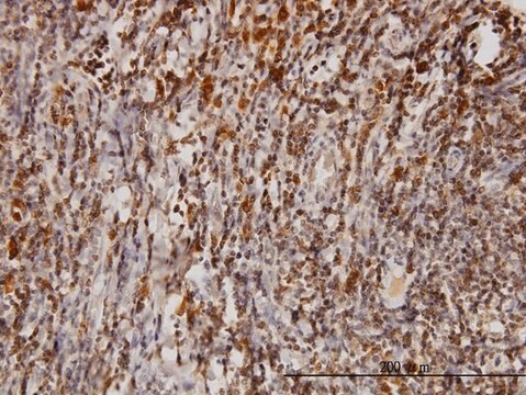 Monoclonal Anti-BAG1 antibody produced in mouse clone 2D3, purified immunoglobulin, buffered aqueous solution