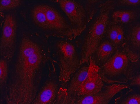 Anti-GUCY2C (981-995) antibody produced in rabbit IgG fraction of antiserum, buffered aqueous solution