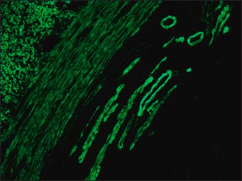 Anticorps anti-IgG de souris (molécule entière)&#8722; FITC antibody produced in rabbit IgG fraction of antiserum, buffered aqueous solution