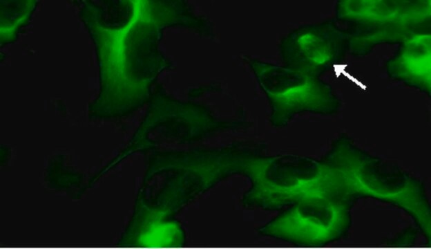 LentiBrite GFP-Tubulin Lentiviral Biosensor