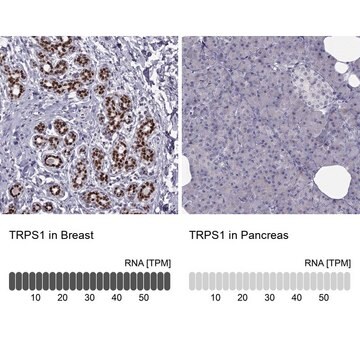 Anti-TRPS1 Prestige Antibodies&#174; Powered by Atlas Antibodies, affinity isolated antibody