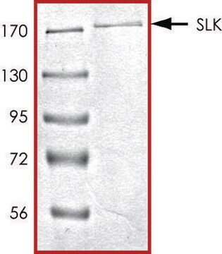 SLK, active, GST tagged human PRECISIO&#174; Kinase, recombinant, expressed in baculovirus infected Sf9 cells, &#8805;70% (SDS-PAGE), buffered aqueous glycerol solution