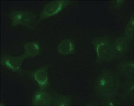 抗-TGN46 兔抗 ~1&#160;mg/mL, affinity isolated antibody, buffered aqueous solution