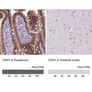 Monoclonal Anti-CDH1 antibody produced in mouse Prestige Antibodies&#174; Powered by Atlas Antibodies, clone CL1172, purified immunoglobulin, buffered aqueous glycerol solution