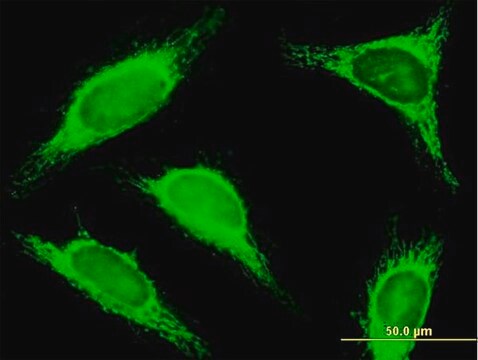 Anti-TRDD3 antibody produced in mouse IgG fraction of antiserum, buffered aqueous solution