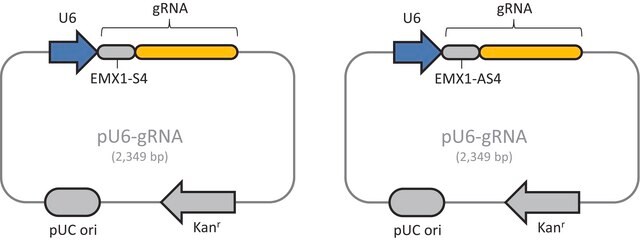 Kontrola pozytywna nickazy CRISPR EMX1